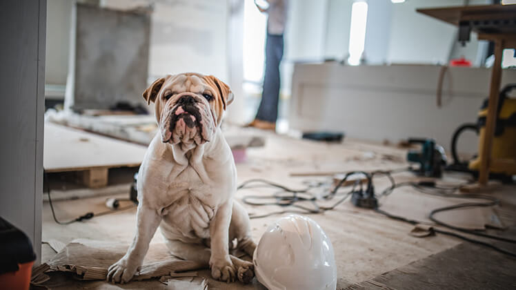 BLOG Should you live in your house while you renovate